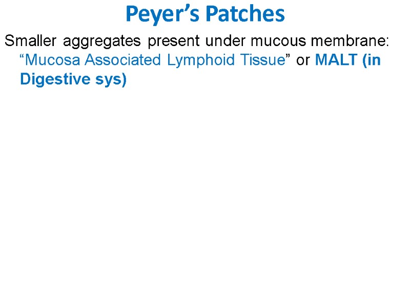 Peyer’s Patches Smaller aggregates present under mucous membrane: “Mucosa Associated Lymphoid Tissue” or MALT